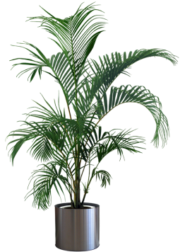 Indoor plants